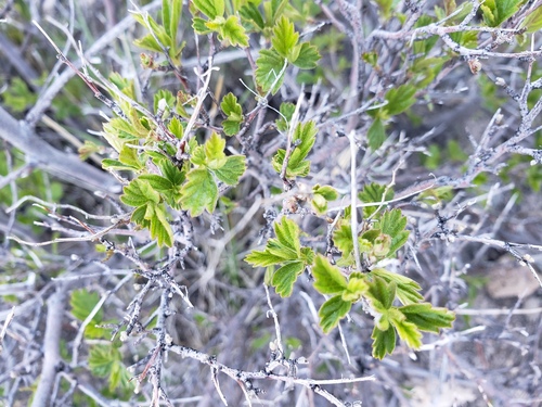 Holodiscus discolor
