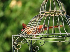 Cardinalis cardinalis