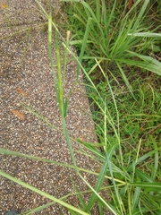 Rottboellia cochinchinensis