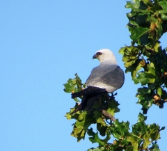 Ictinia mississippiensis