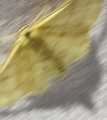 Idaea aversata