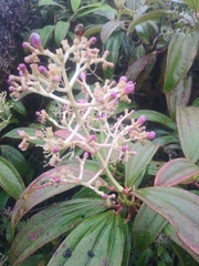 Miconia robinsoniana