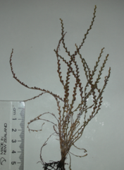 Calymmodon cucullatus