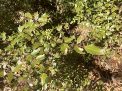 Berberis wilcoxii