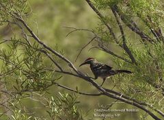 Pomatostomus ruficeps