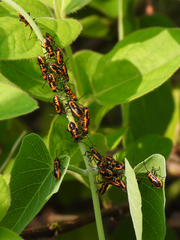 Tropidothorax sinensis