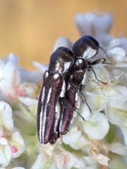 Agrilus blandus