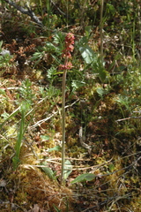 Micranthes hieraciifolia