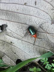 Phrynocepha pulchella