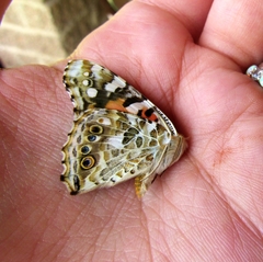 Vanessa cardui