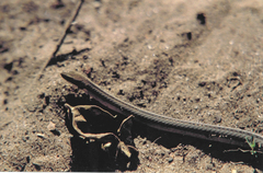 Psomophis genimaculatus