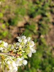 Prunus hortulana