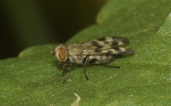Melieria picta
