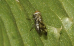 Melieria picta