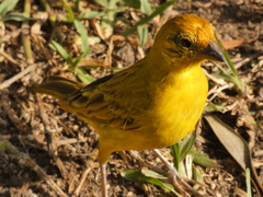 Sicalis flaveola