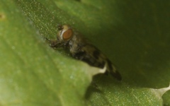 Melieria picta