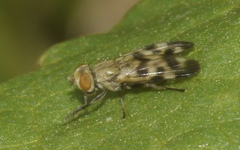 Melieria picta