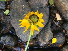 Rudbeckia californica