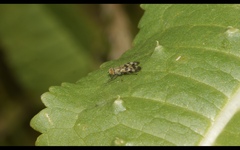 Melieria picta