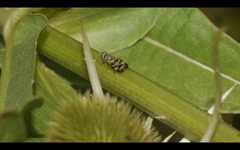 Melieria picta