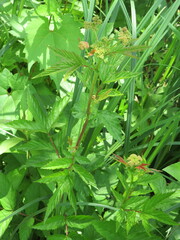 Filipendula ulmaria