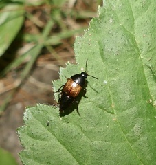 Tachinus fimbriatus