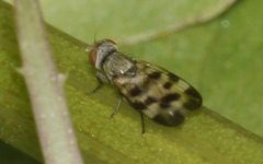 Melieria picta