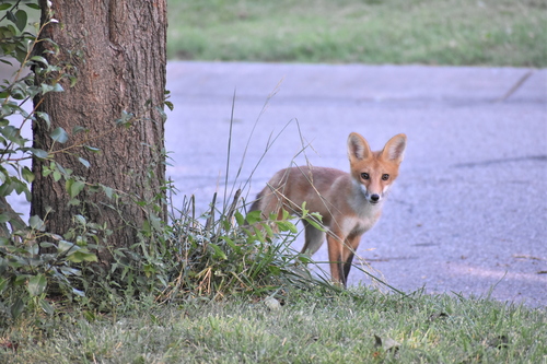 Eastern American Red Fox photographed in Ohio