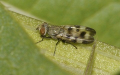 Melieria picta