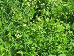 Filipendula ulmaria