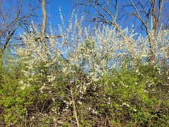 Prunus hortulana