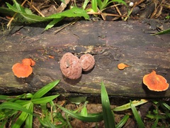 Pycnoporus sanguineus image