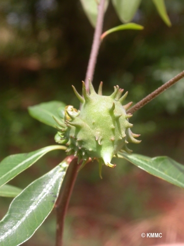 Euphorbia pervilleana image