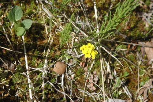 Image of Draba ogilviensis by (c) Syd Cannings, some rights reserved (CC BY)