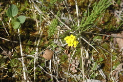 Draba ogilviensis