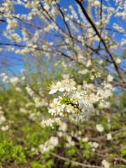 Prunus hortulana
