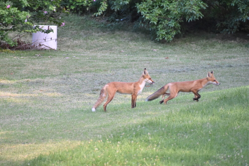 American Red Fox, Eastern American Red Fox, Silver Fox