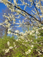 Prunus hortulana