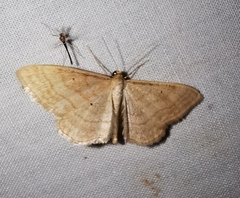 Idaea rufaria