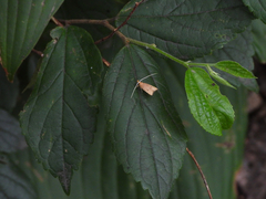 Lecitholaxa thiodora