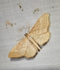 Idaea rufaria
