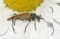 Brachyleptura