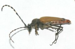 Brachyleptura