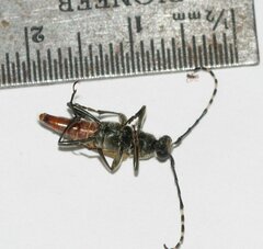 Brachyleptura