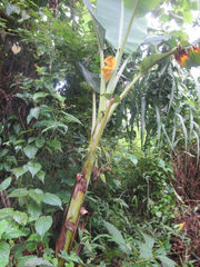 Musa balbisiana