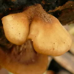 Lentinellus pulvinulus