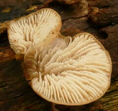 Lentinellus pulvinulus