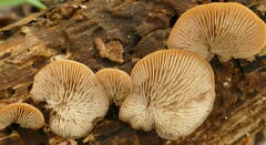 Lentinellus pulvinulus