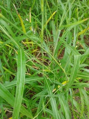 Rottboellia cochinchinensis