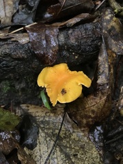 Cantharellus lateritius